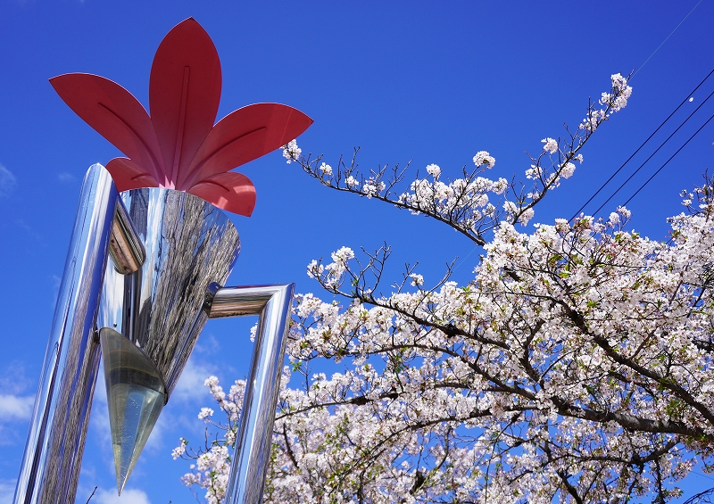 一宮市尾西緑道（桜並木道）